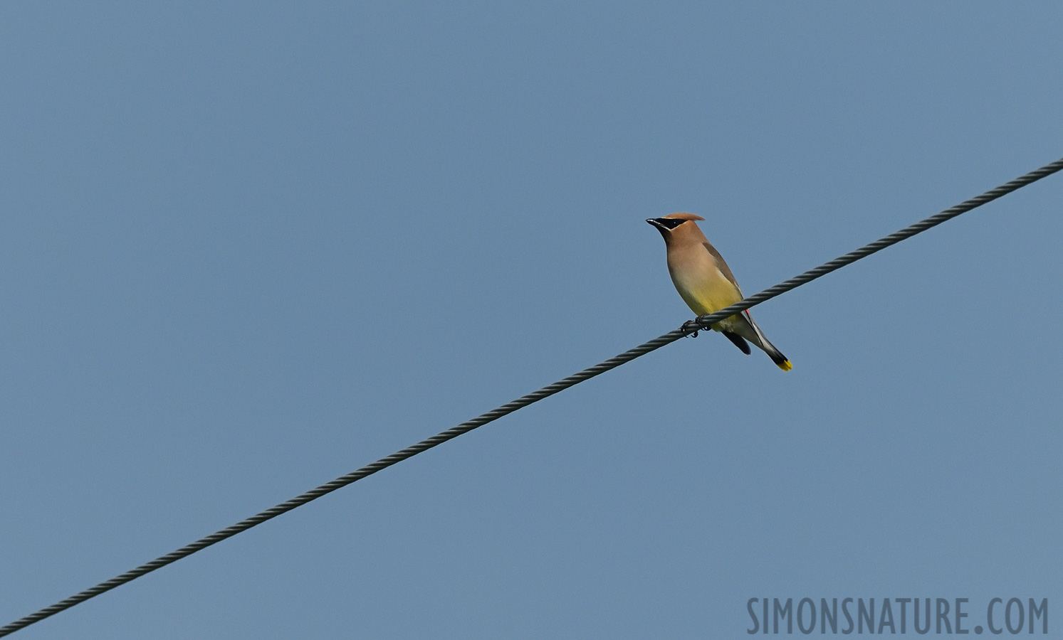 Bombycilla cedrorum [400 mm, 1/4000 sec at f / 8.0, ISO 800]